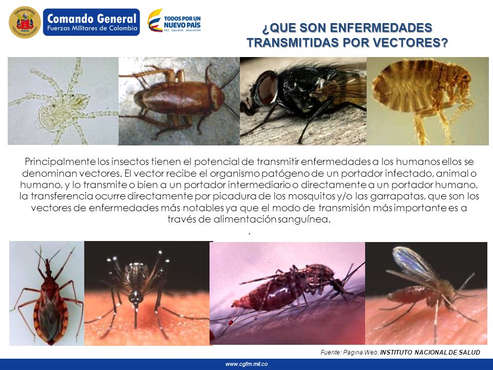 enfermedades de los insectos enfermedades de los insectos